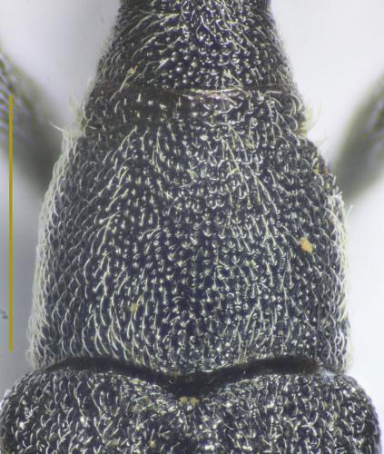 Lixus rubicundus